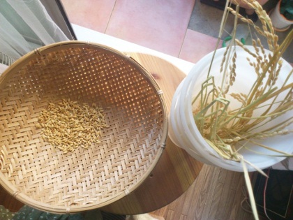 ベランダで刈り取った稲